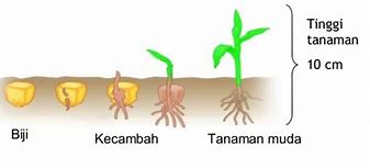 Contoh Gambar Tumbuh Tumbuhan